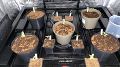 Multi Strain