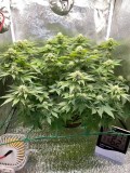 Week 4 Day 6-1