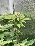 Week 4 Day 6-5