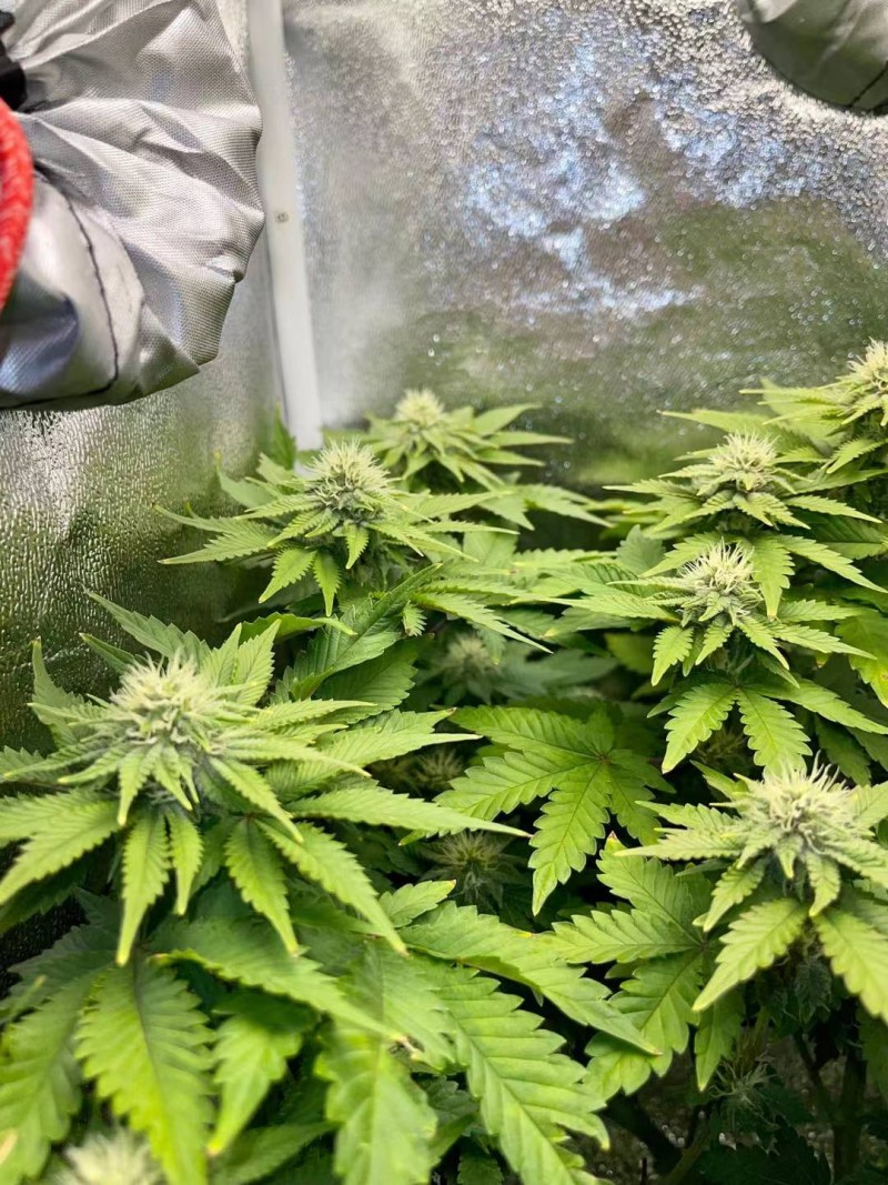 Week 5 day 1-4