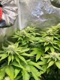 Week 5 day 1-4