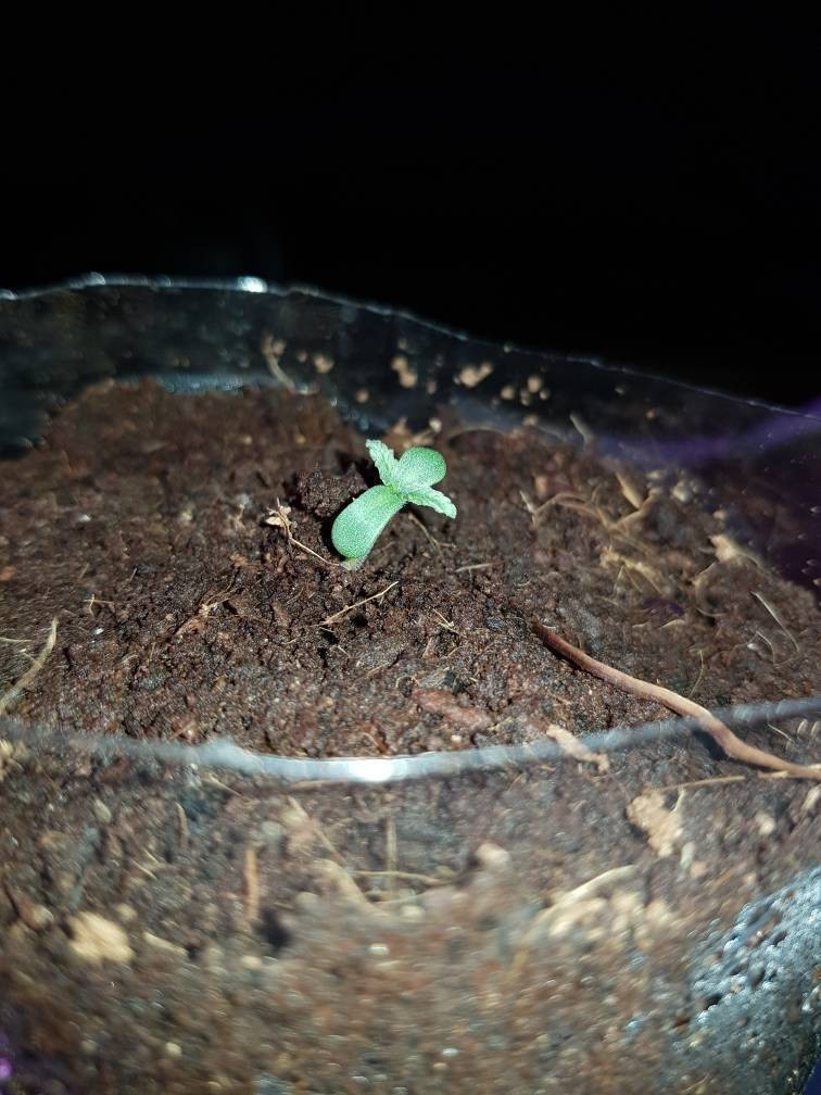 GMO seedling 2