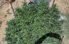 Super Sour Diesel