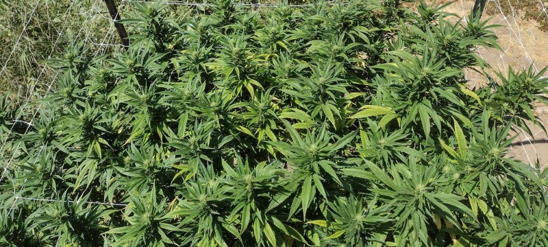 Super Sour Diesel