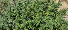 Super Sour Diesel
