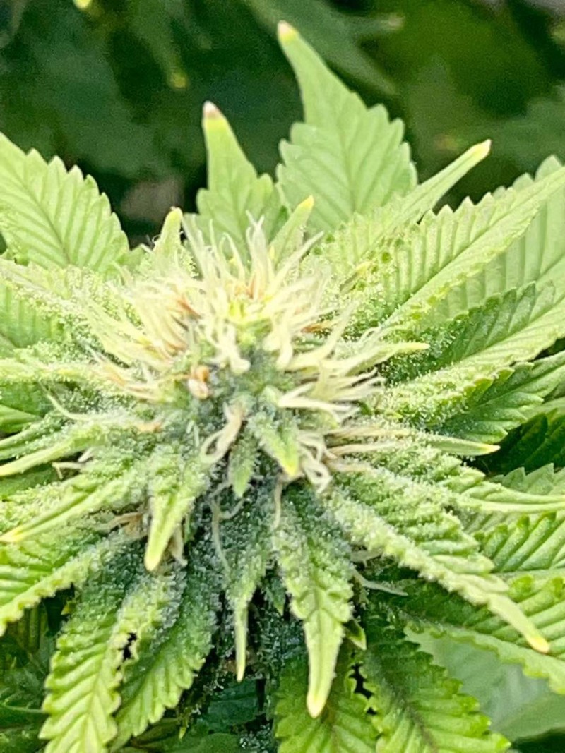 Week 5 day 2-3