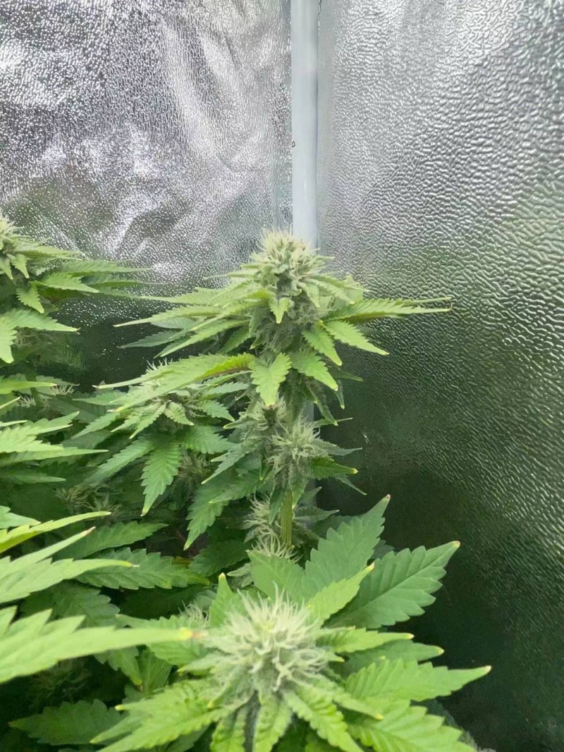 Week 5 day 2-5