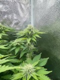 Week 5 day 2-5