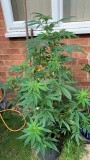 IMG-20210831-WA0002