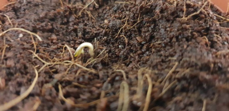 Keeno Seedling 1