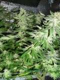 gdp x m 20 03 16 day 65 flower 014