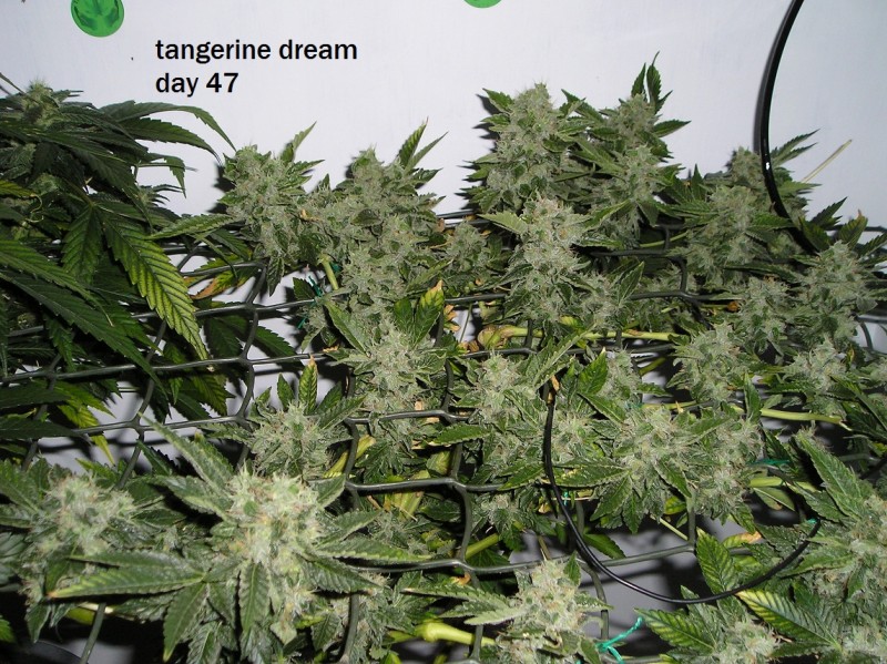 tangerine dream top pics 001