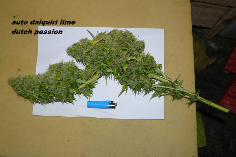 adl buds vk 001