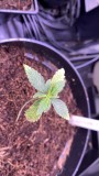 Multi strain