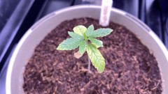 Multi strain
