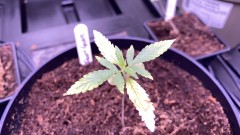Multi strain