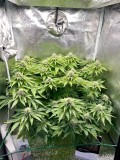 Week 5 day 4-1