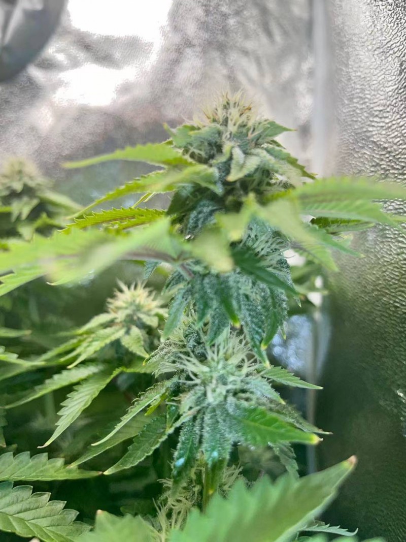 Week 5 day 4-7