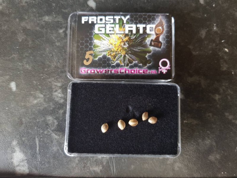 Frosty Gelato Seeds