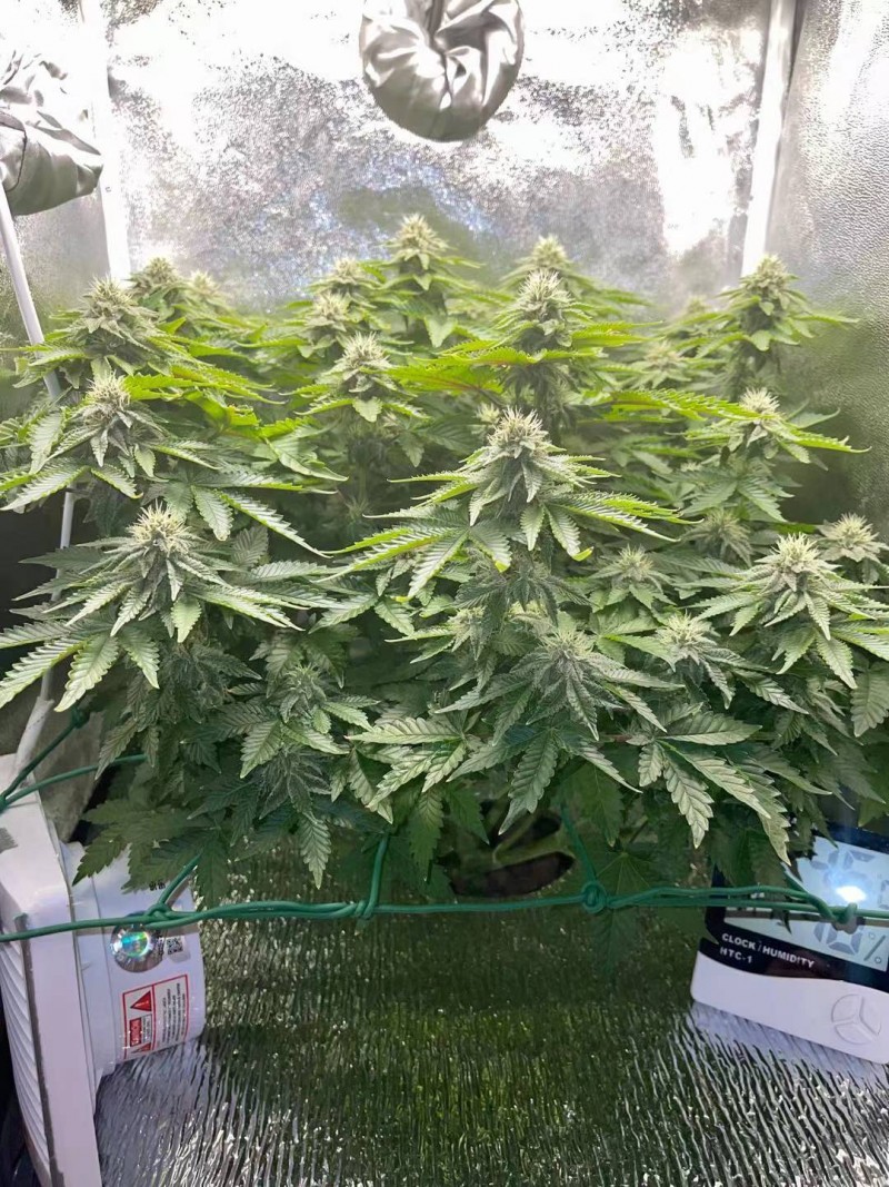 Week 5 Day 5-1