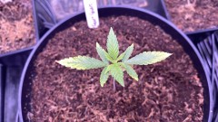 multi strain