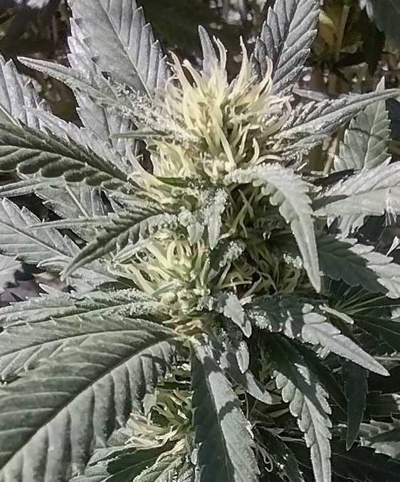 Super Sour Diesel
