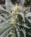 Super Sour Diesel