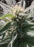 Super Sour Diesel