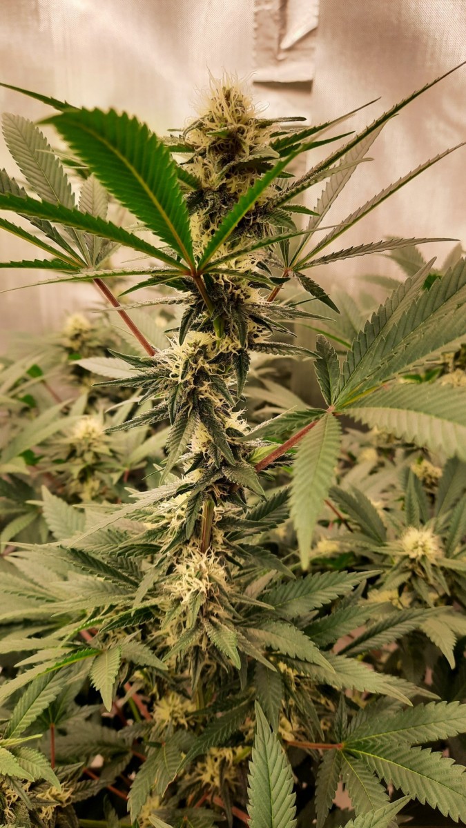 Strawberry Glue