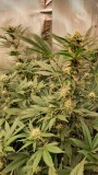 Pink Kush