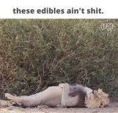 E-ovKCKWEAIcRLp