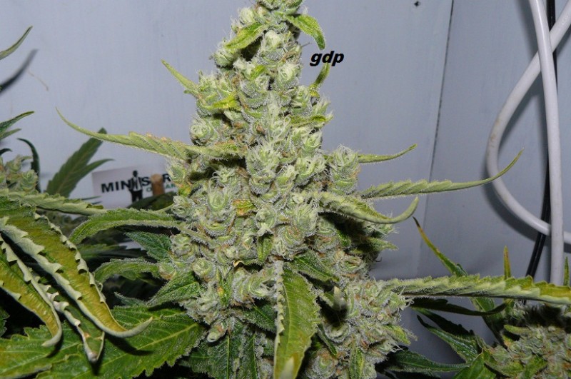 gdp cc etc 013