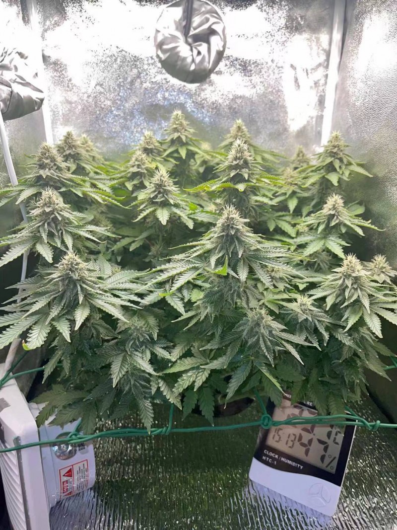 week 6 day 4-1