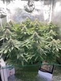 week 6 day 4-1