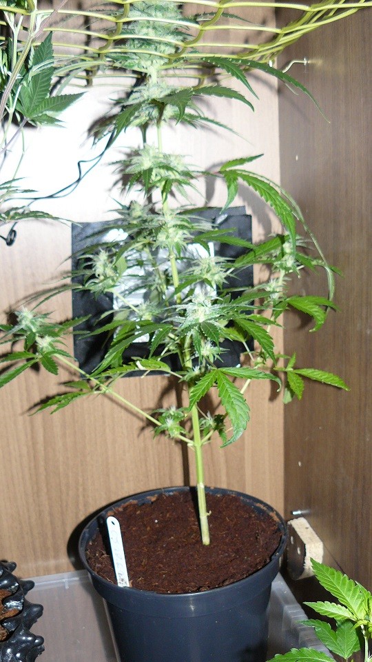 tg etc 13 days 025