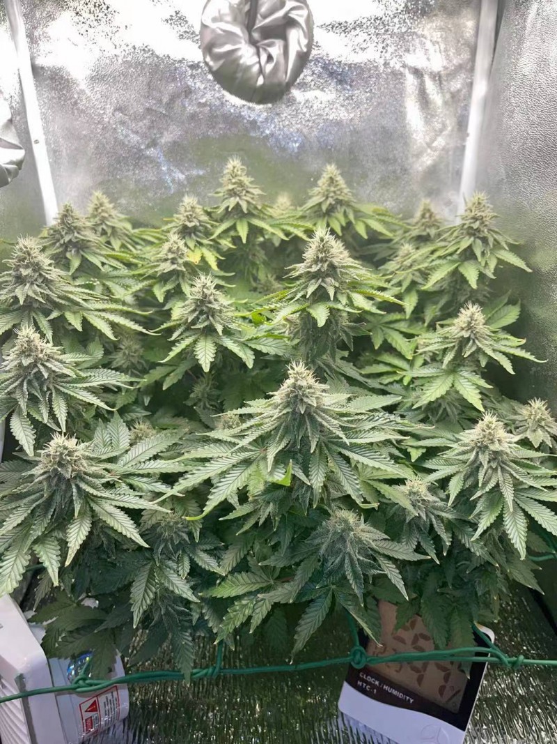 week 6 day 5-1