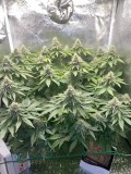week 6 day 5-1