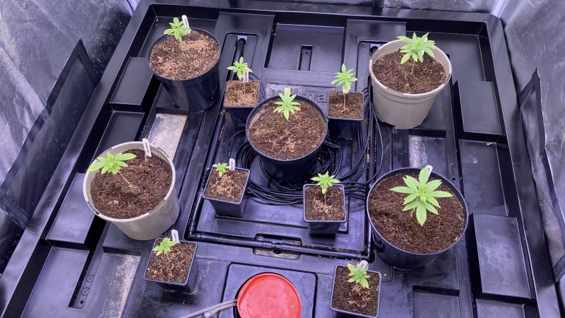 Multi strain