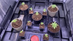Multi strain