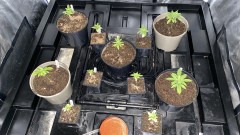 Multi strain
