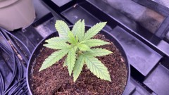 Multi strain
