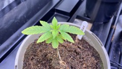 Multi strain