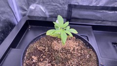Multi strain