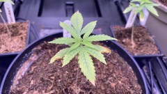 Multi strain