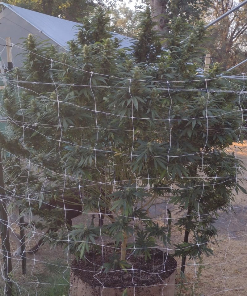 Super Sour Diesel
