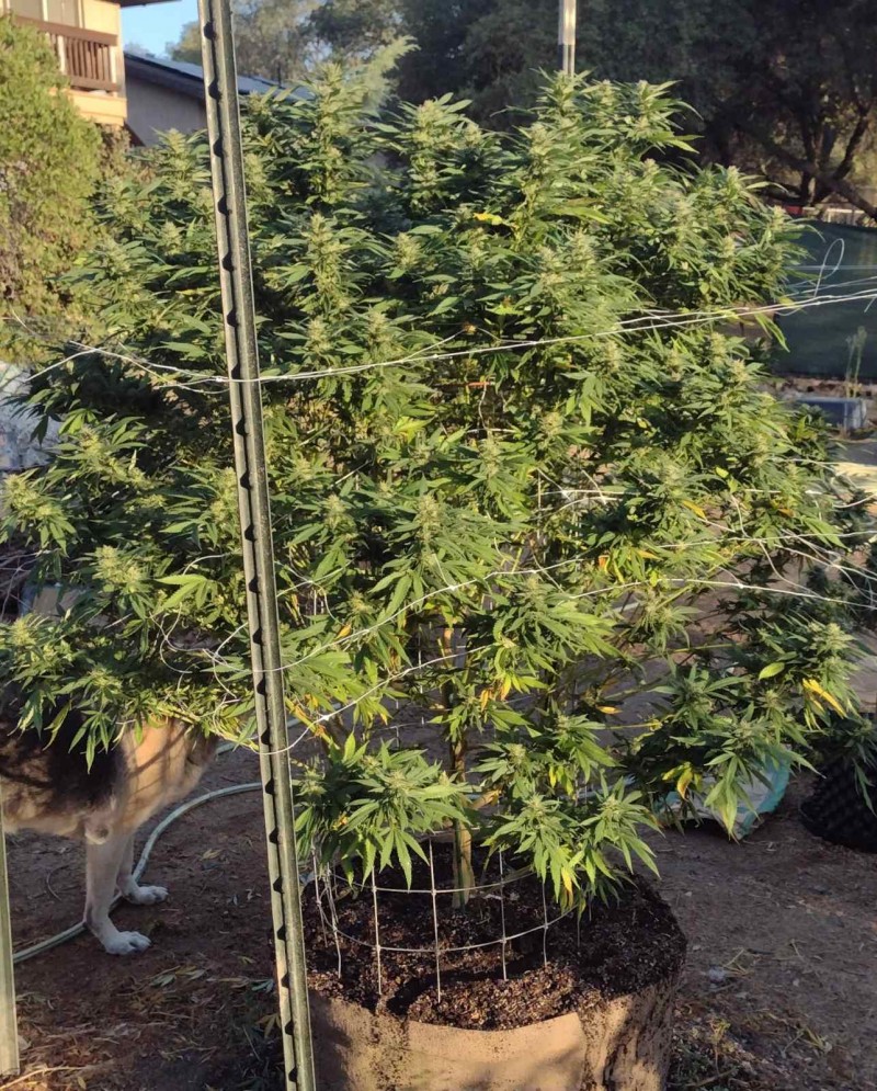 Super Sour Diesel