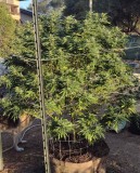 Super Sour Diesel