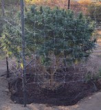 Super Sour Diesel