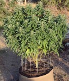 Sundae Driver