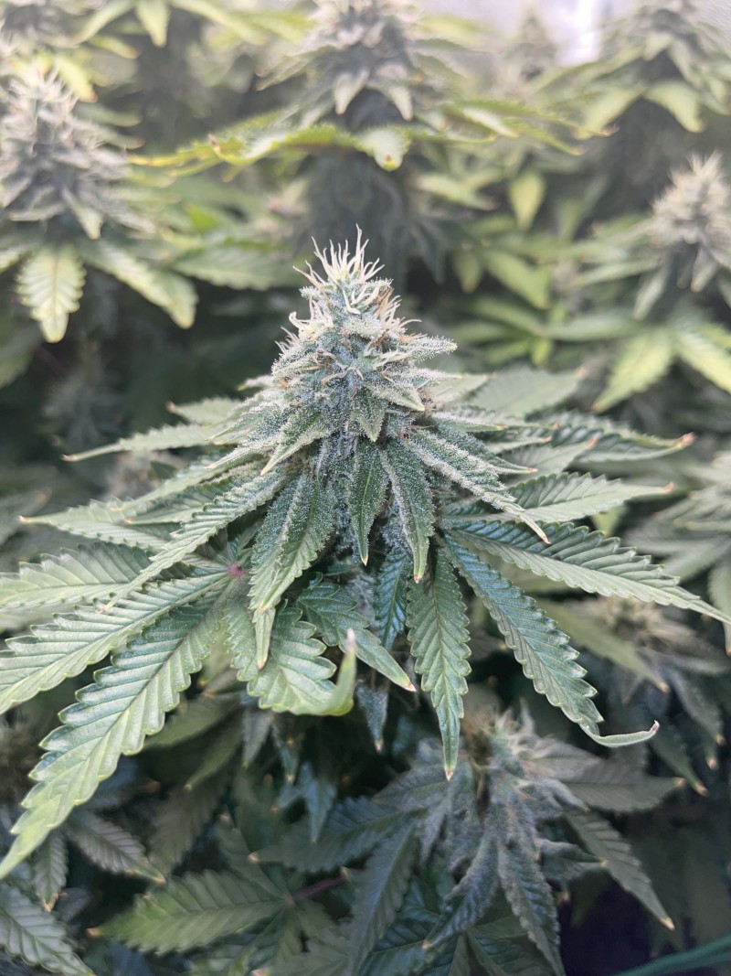 Week 6 day 7-2